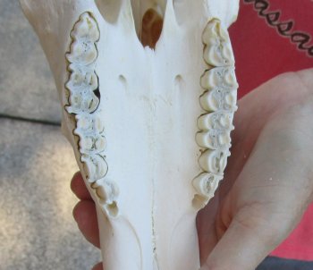 12" Male Blesbok Skull with 14" Horns 