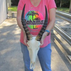 12" Male Blesbok Skull with 13" Horns 