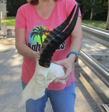 12" Male Blesbok Skull with 13" Horns 