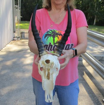 12" Male Blesbok Skull with 13" Horns 