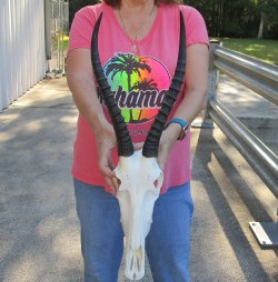 12" Female Blesbok Skull with 14" Horns 