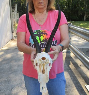 12" Female Blesbok Skull with 14" Horns 