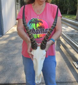 12" Male Blesbok Skull with 16" Horns 
