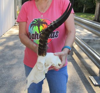 12" Male Blesbok Skull with 16" Horns 