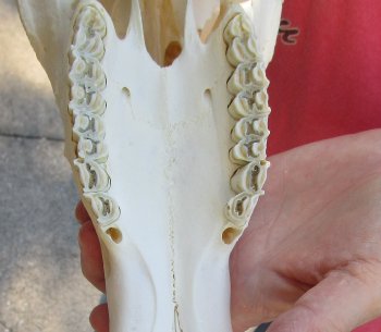 12" Male Blesbok Skull with 16" Horns 