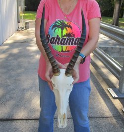 12" Female Blesbok Skull with 14" Horns 