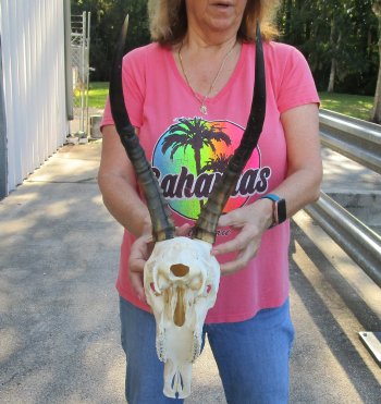 12" Female Blesbok Skull with 14" Horns 