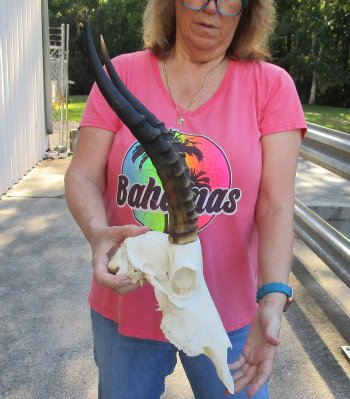 12" Female Blesbok Skull with 14" Horns 