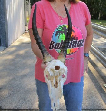 12" Male Blesbok Skull with 13" Horns 
