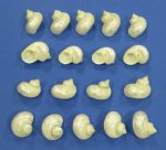 Wholesale Pearl Silver mouth turban shells for hermit crabs 1-1/2" to 2" - Packed: 25 pcs @ $.55 each; Packed: 200 pcs @ $.49 each