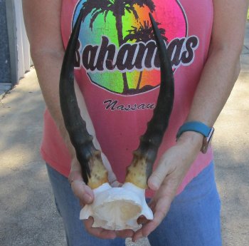 Small Male Blesbok Skull Plate with 12" Horns 