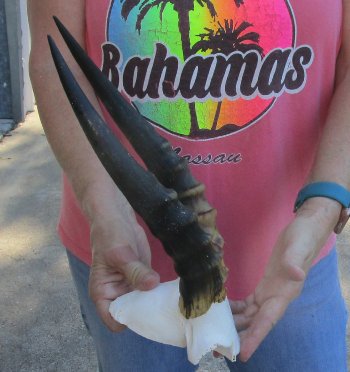 Small Male Blesbok Skull Plate with 12" Horns 