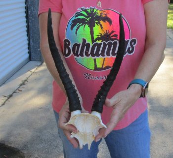 Small Female Blesbok Skull Plate with 11" Horns 