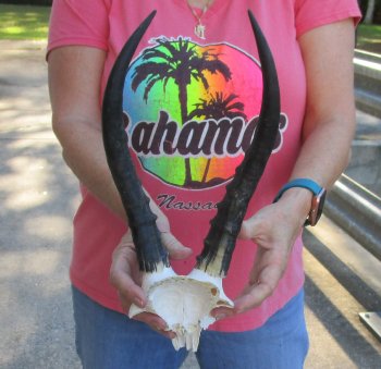 Small Female Blesbok Skull Plate with 11" Horns 