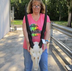African Female Eland Skull with 26" Horns