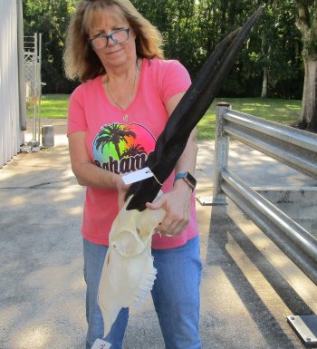 African Female Eland Skull with 26" Horns