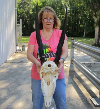 African Female Eland Skull with 26" Horns