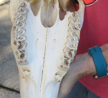 African Female Eland Skull with 26" Horns