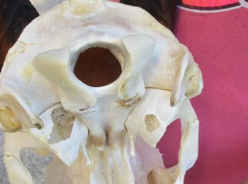 African Female Eland Skull with 26" Horns