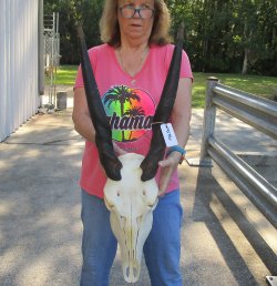 African Female Eland Skull with 22" Horns