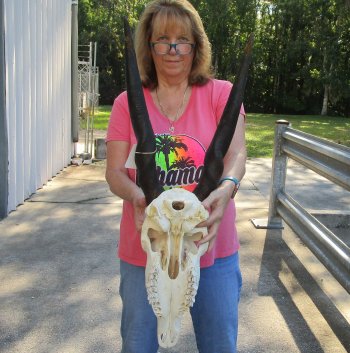 African Female Eland Skull with 22" Horns