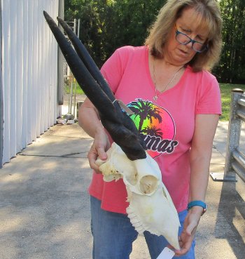 African Female Eland Skull with 22" Horns