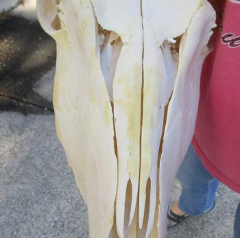 African Female Eland Skull with 22" Horns
