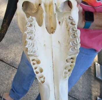 African Female Eland Skull with 22" Horns