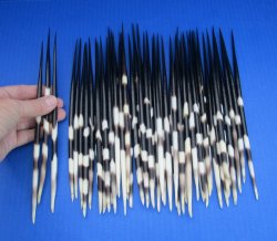 Fifty Thick African Porcupine Quills 9 to 10 inches
