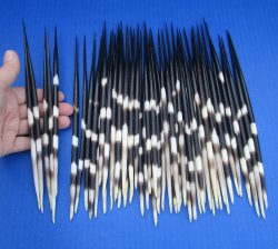 Fifty Thick African Porcupine Quills 9 to 10 inches