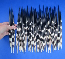 Fifty Thick African Porcupine Quills10 to 12 inches