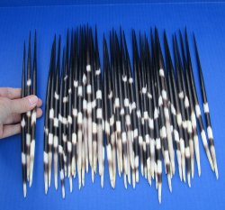 Fifty Thick African Porcupine Quills10 to 11 inches