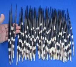 Fifty Thick African Porcupine Quills 10 inches