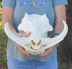 Genuine African Warthog Skull (14") - $185