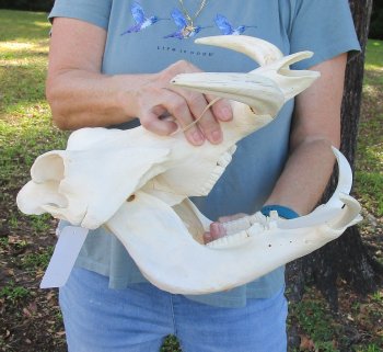 Genuine African Warthog Skull (14") - $185