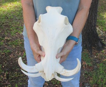 Genuine African Warthog Skull (14") - $185