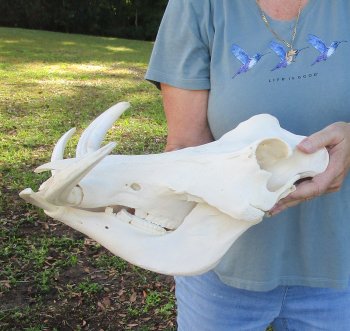 Genuine African Warthog Skull (14") - $185