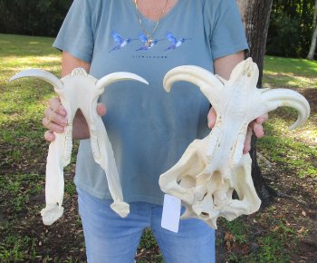 Genuine African Warthog Skull (14") - $185