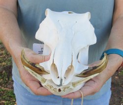 B-Grade 12" African Warthog Skull with 5" Ivory tusks - $65