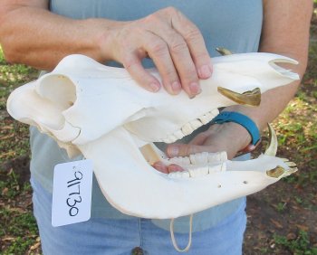 B-Grade 12" African Warthog Skull with 5" Ivory tusks - $65