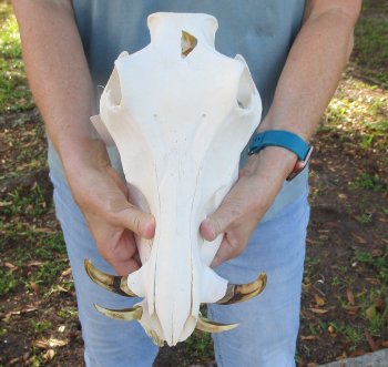 B-Grade 12" African Warthog Skull with 5" Ivory tusks - $65