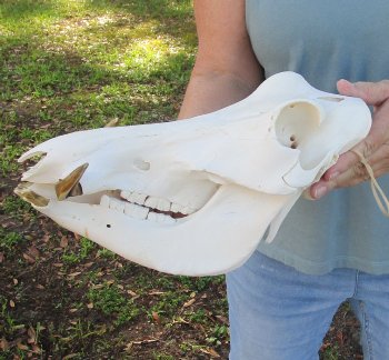 B-Grade 12" African Warthog Skull with 5" Ivory tusks - $65