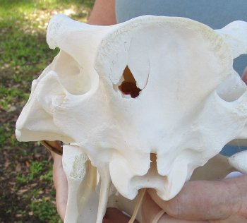 B-Grade 12" African Warthog Skull with 5" Ivory tusks - $65