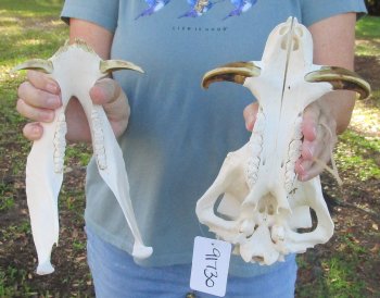 B-Grade 12" African Warthog Skull with 5" Ivory tusks - $65