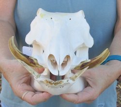 B-Grade 12" African Warthog Skull with 4" and 5" Ivory tusks - $70