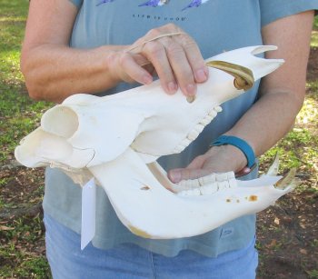 B-Grade 12" African Warthog Skull with 4" and 5" Ivory tusks - $70
