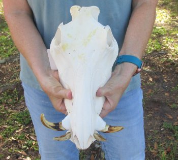 B-Grade 12" African Warthog Skull with 4" and 5" Ivory tusks - $70