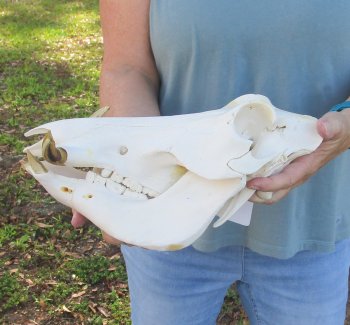 B-Grade 12" African Warthog Skull with 4" and 5" Ivory tusks - $70