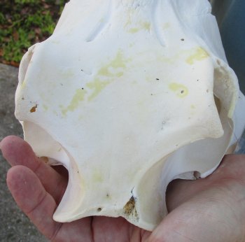 B-Grade 12" African Warthog Skull with 4" and 5" Ivory tusks - $70