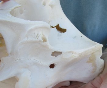 B-Grade 12" African Warthog Skull with 4" and 5" Ivory tusks - $70
